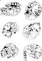 6chats